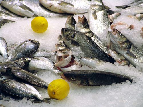 Olika typer av fiske i Sverige